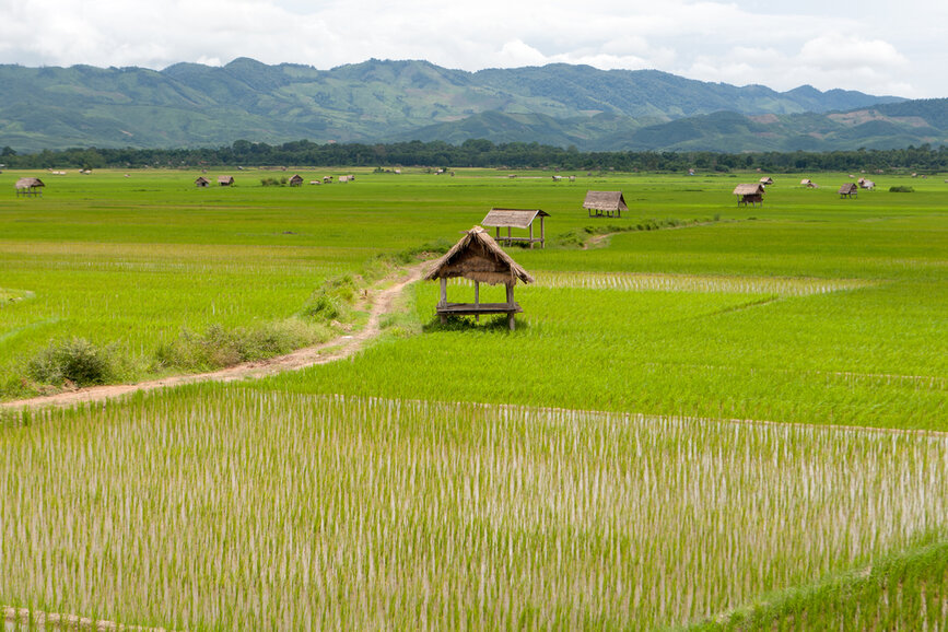 © Shutterstock - Muellek Cabane champs Laos