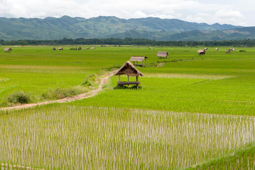 Cabane champs Laos