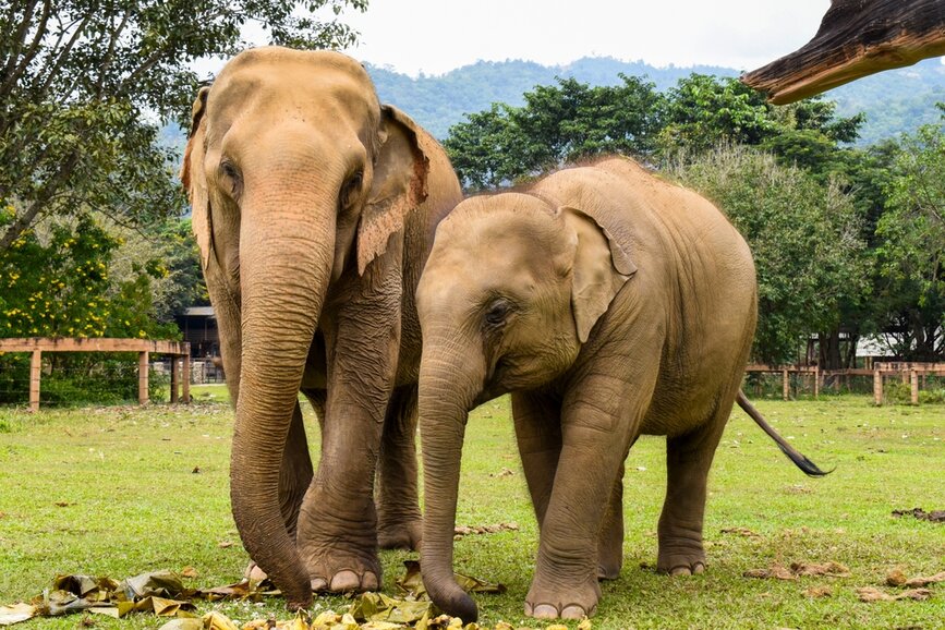 @Shutterstock - Wagner Lima da Silva Sanctuaire Elephants