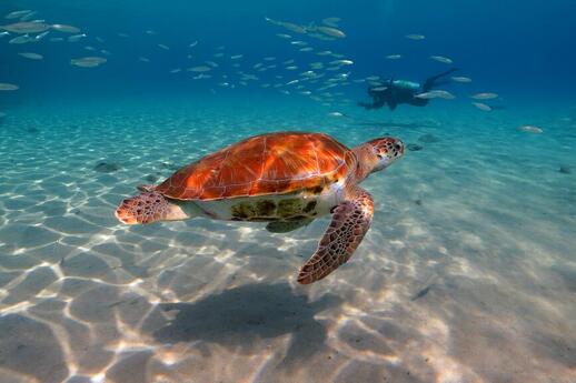 © Shutterstock - blue-sea.cz Découvrez Akumal : tortues et fonds marins