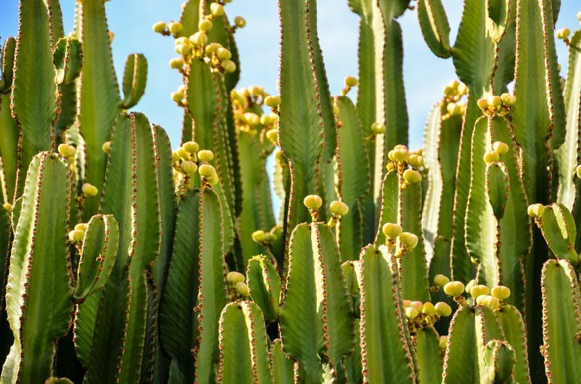 © Shutterstock - underworld Jardin botanique El Charco del Ingenio