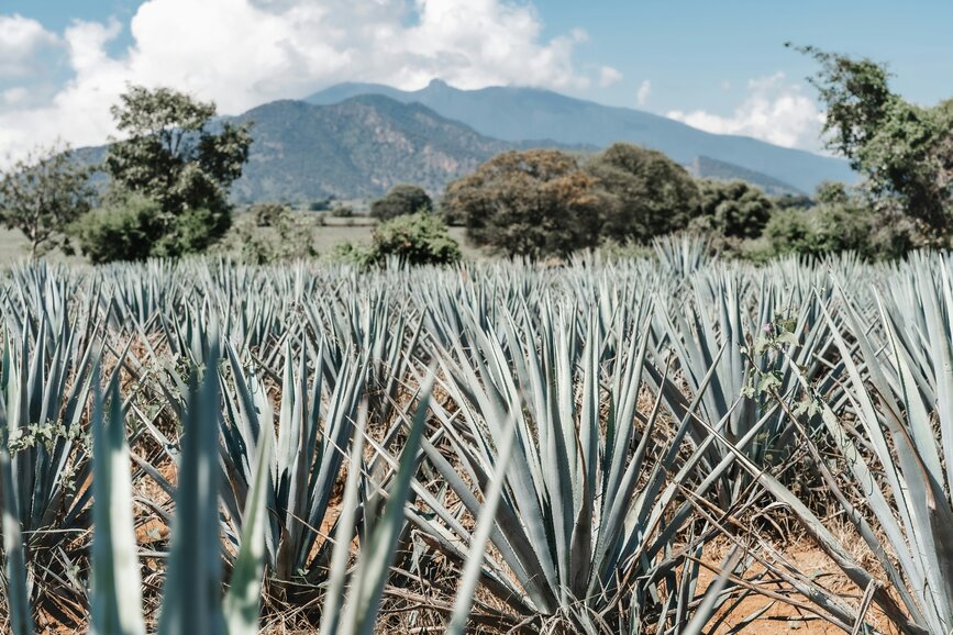 © Unsplash - Dylan Freedom Empruntez la route de la Tequila (UNESCO)