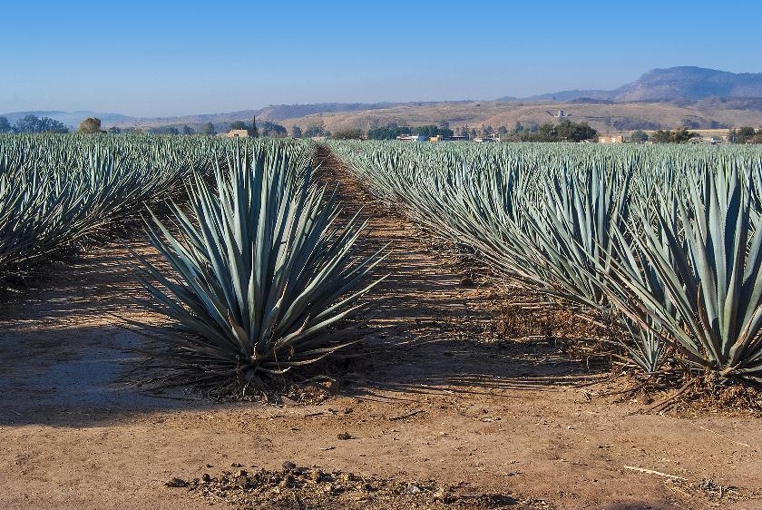 © Shutterstock - Jesus Cervantes Découvrez les secrets de la Tequila de Penjamo