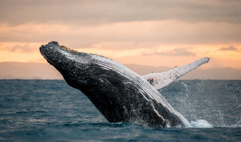 © Shutterstock - GUDKOV ANDREY Observation des baleines