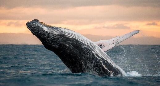© Shutterstock - GUDKOV ANDREY Observation des baleines