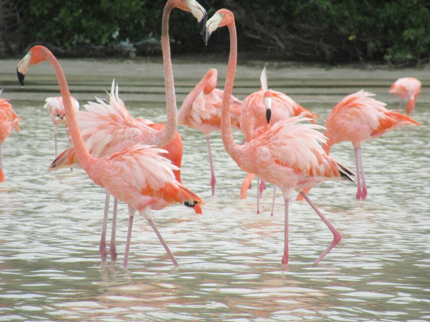 © Unsplash - Akshaye Sikand Observez les flamants roses de Celestun