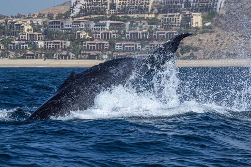 Observation des baleines à bosses (de décembre à avril)