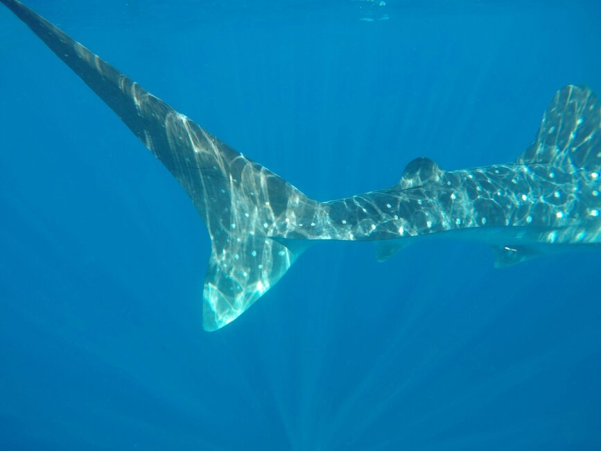 © Unsplash - Darcy Wheeler Observation et baignade avec les requins baleines