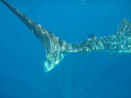 Observation et baignade avec les requins baleines
