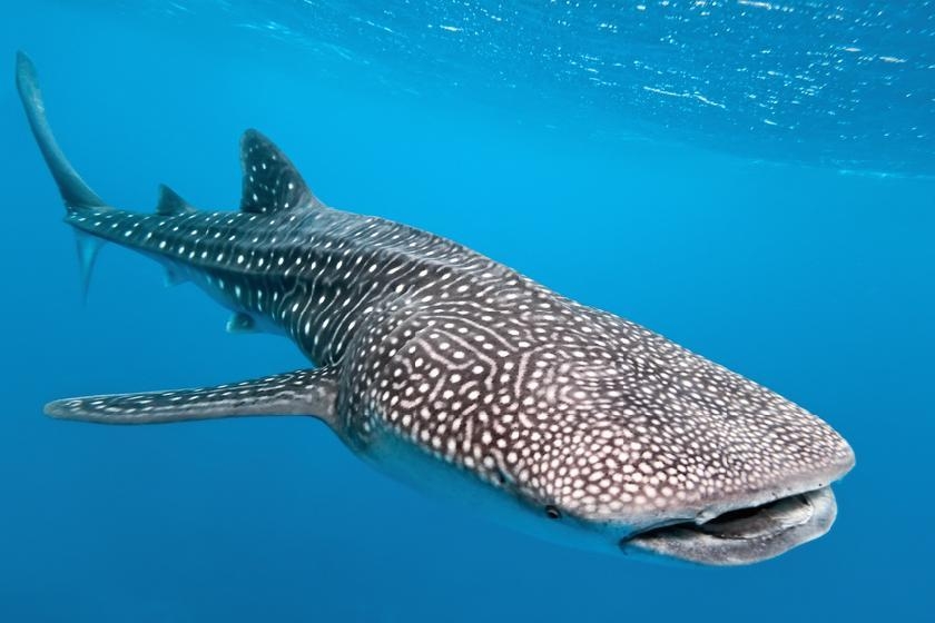 © IStock - crisod Observation et baignade avec les requins baleines