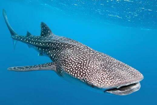 Observation et baignade avec les requins baleines