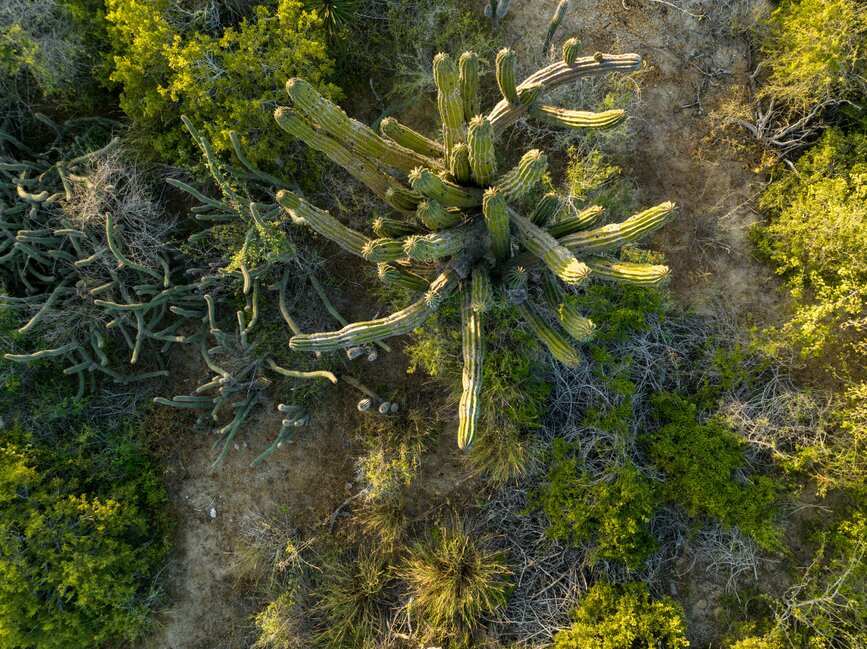 © Unsplash - Josh Withers Parc National du désert central de Basse Californie