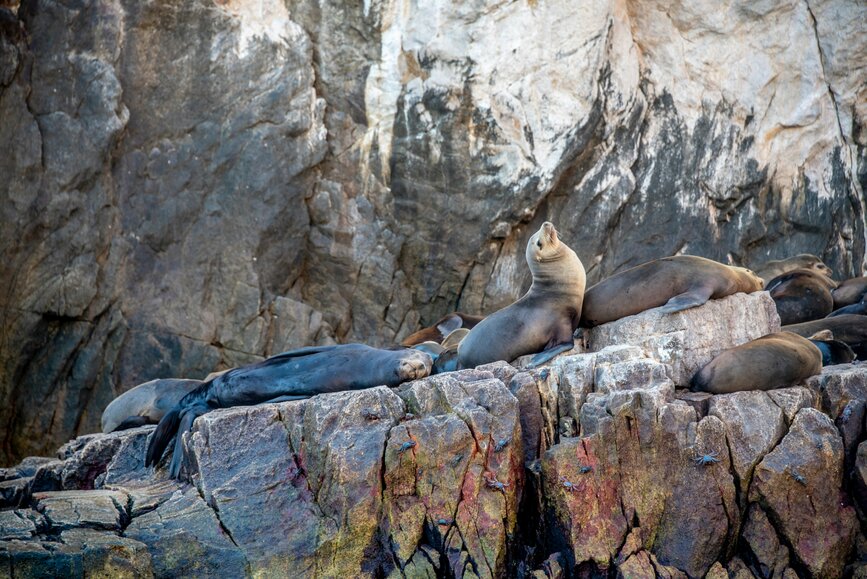 © Unsplash - David Nieto Colonie de lions de mer