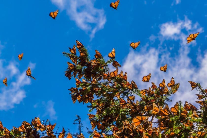 © Shutterstock - JHVEPhoto Réserve des papillons monarques