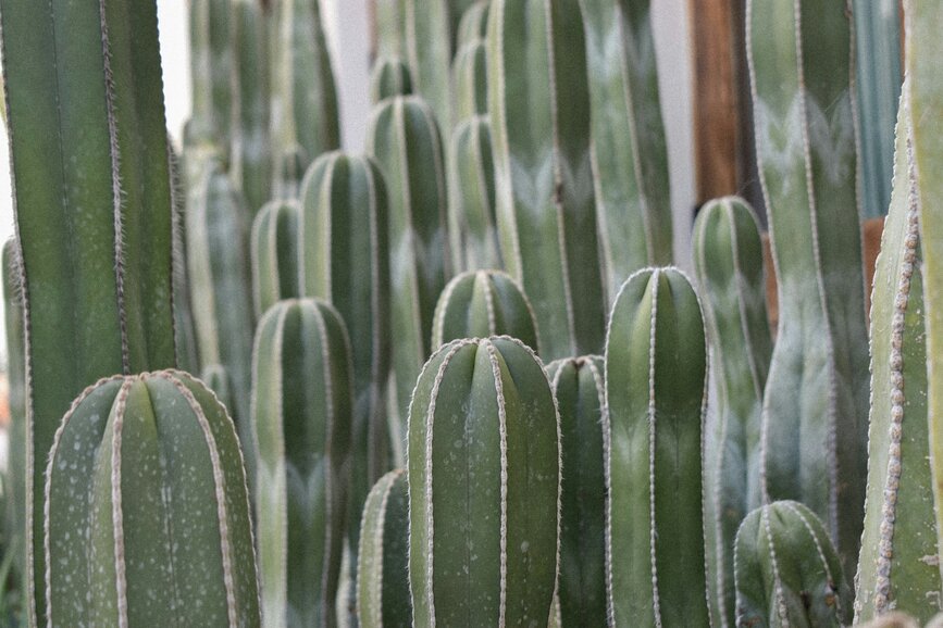 © Unsplash - Paulina Vasquez Todos Santos