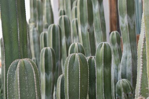 © Unsplash - Paulina Vasquez Todos Santos