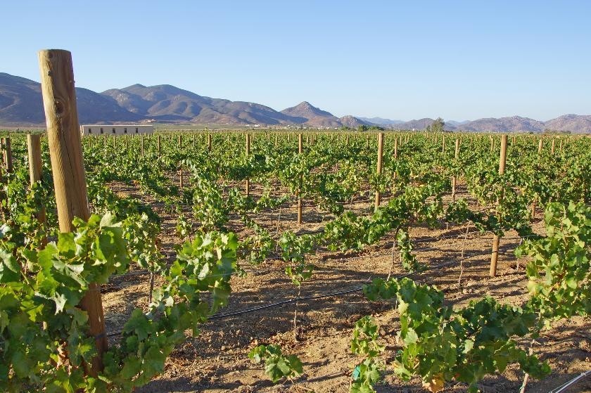 © Shutterstock - KGrif Valle de Guadalupe – la ruta del vino