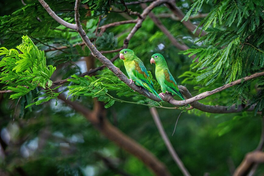 © Unsplash - roberto zuniga Finca Esperanza verde