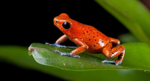 © Shutterstock - Dirk Ercken La Réserve Indio Maiz, sa faune et sa flore.