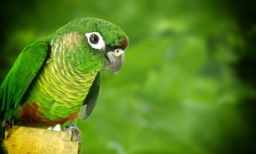 © Shutterstock - Zeljko Radojko La Réserve naturelle Chocoyero El Brujo (perroquets verts)