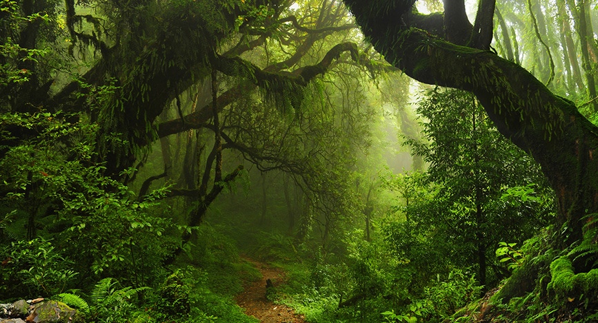 © Shutterstock - Teo Tarras Réserve naturelle du volcan Mombacho