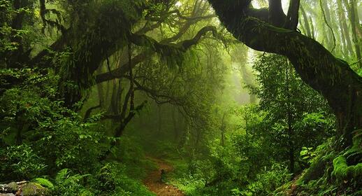 Réserve naturelle du volcan Mombacho
