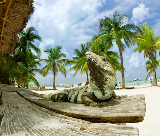 © Shutterstock - Subbotina Anna Isla Iguana