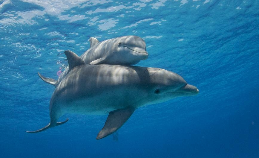 © IStock - NaluPhoto Observation des baleines et des dauphins