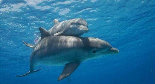 Observation des baleines et des dauphins