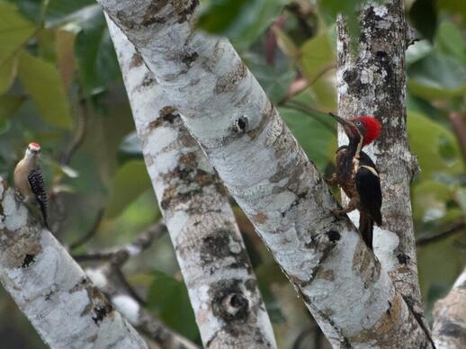 Observation des oiseaux