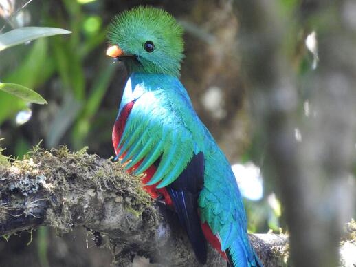 Quetzal