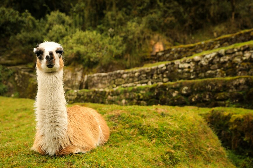 © Unsplash - Dylan Shaw Chemin de l'Inca
