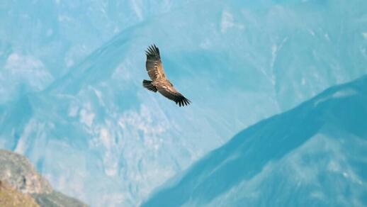 Condor
