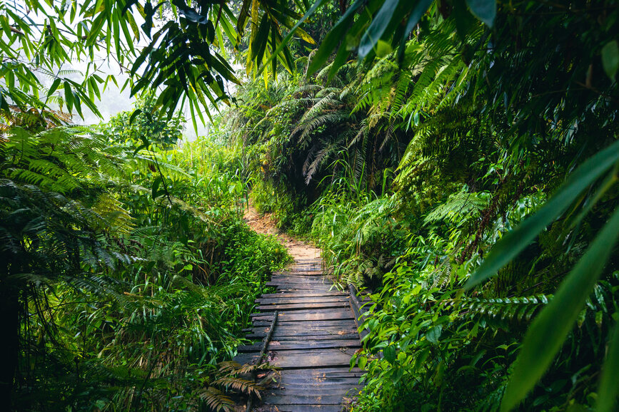 © Shutterstock - Curioso.Photography Forêt de Sinharaja (UNESCO)