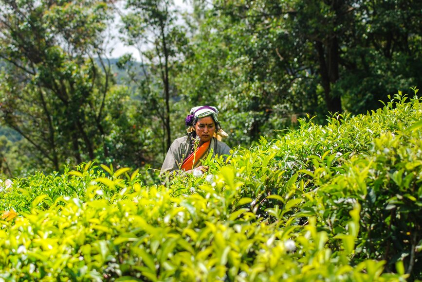 © Unsplash - J.A.Neshan Paul Plantation de thé Lipton