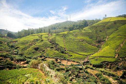 Route du thé : Kandy Nuwara Eliya