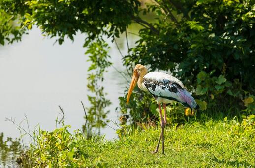 © Unsplash - Egle Sidaraviciute Safari dans le parc d’Udawalawe