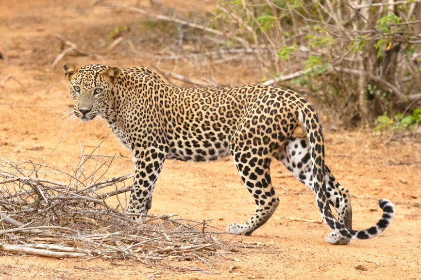 © Unsplash - Geoff Brooks Safari dans le parc de Yala