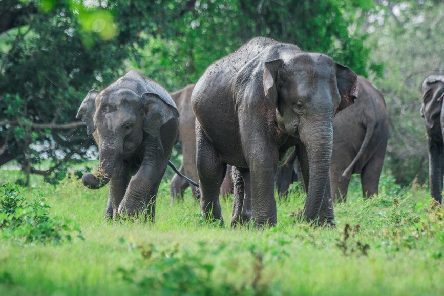 © Unsplash - Udara Karunarathna Safari parc de Minneriya
