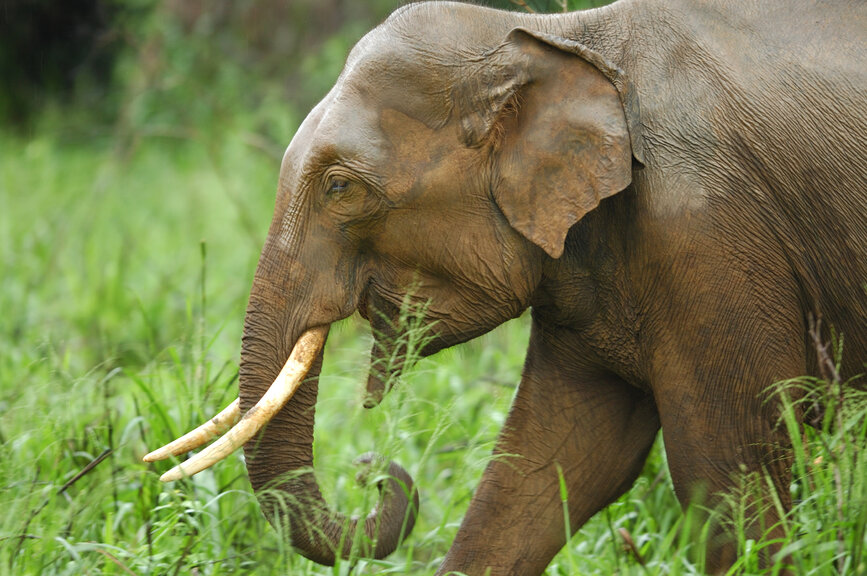 © Shutterstock - Hugh Lansdown Safari parc de Wasgomuwa