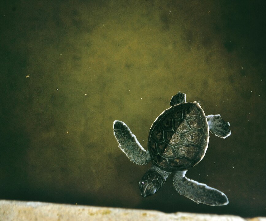 © Unsplash - Drew Farwell Visite de la ferme aux Tortues de Kosgoda