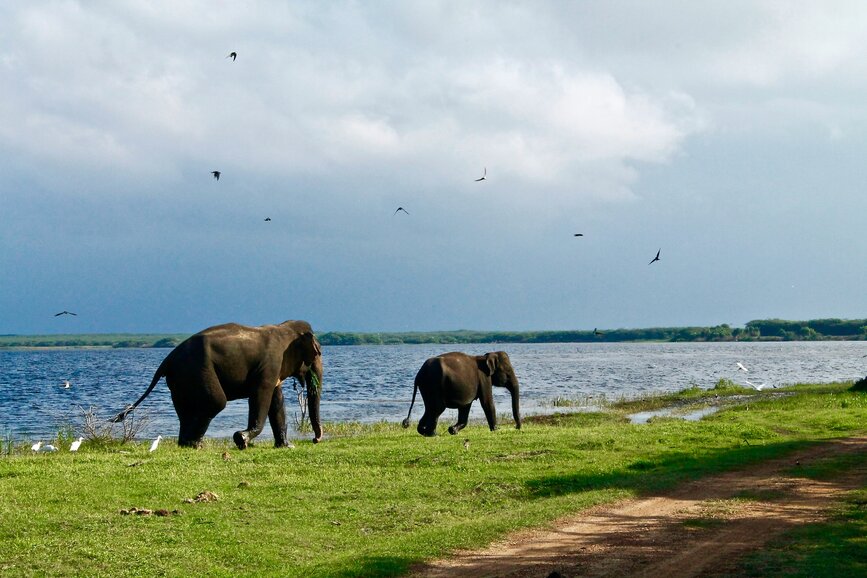 © Unsplash- Roxanne Desgagnés Elephants