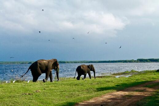 Elephants