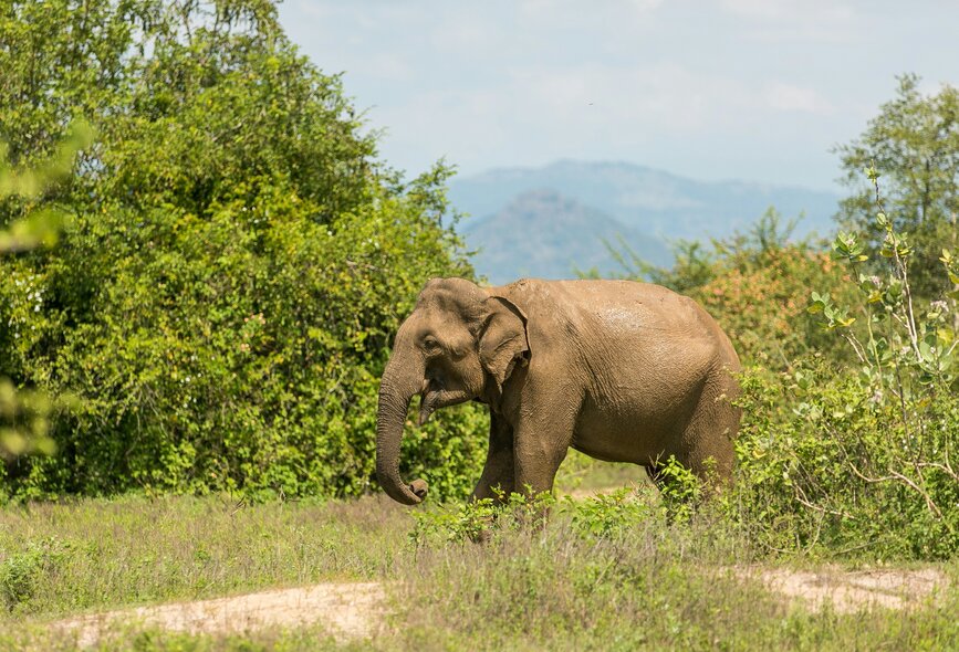 © Unsplash- Egle Sidaraviciute Parc national d'Udawalawe