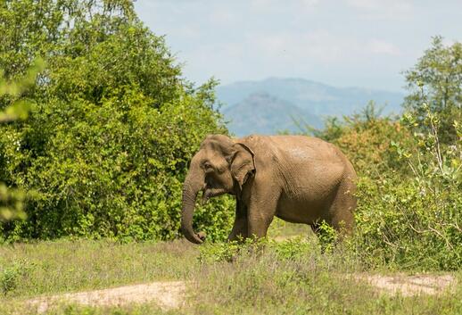 Parc national d'Udawalawe