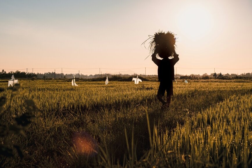 © Unsplash - Pete Walls Campagne hoiannaise