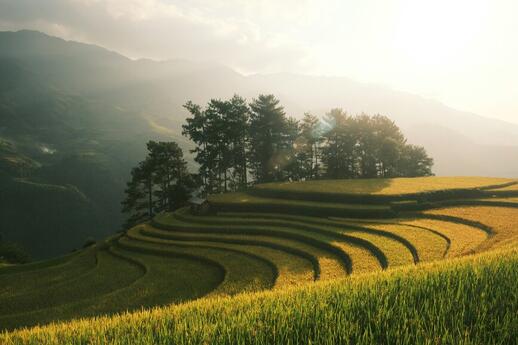 Mu Cang Chai