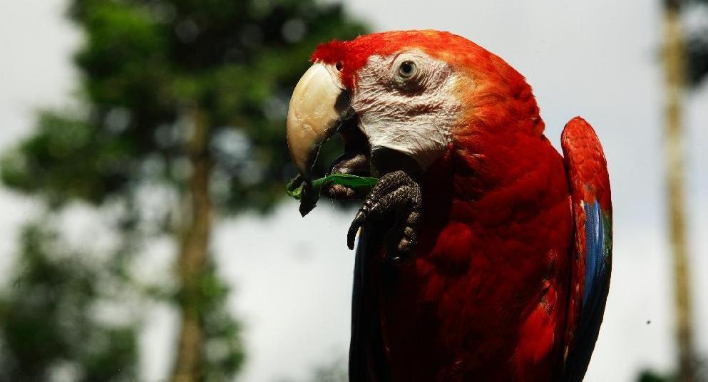 Circuit L'Amazonie en Lodge