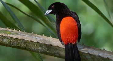 Voyage Costa Rica : Visiter Boca Tapada