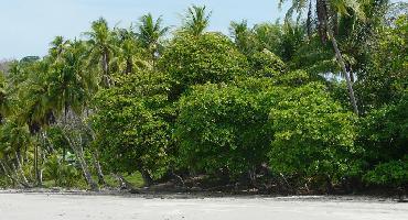 Voyage Costa Rica : Visiter Le Parc Manuel Antonio